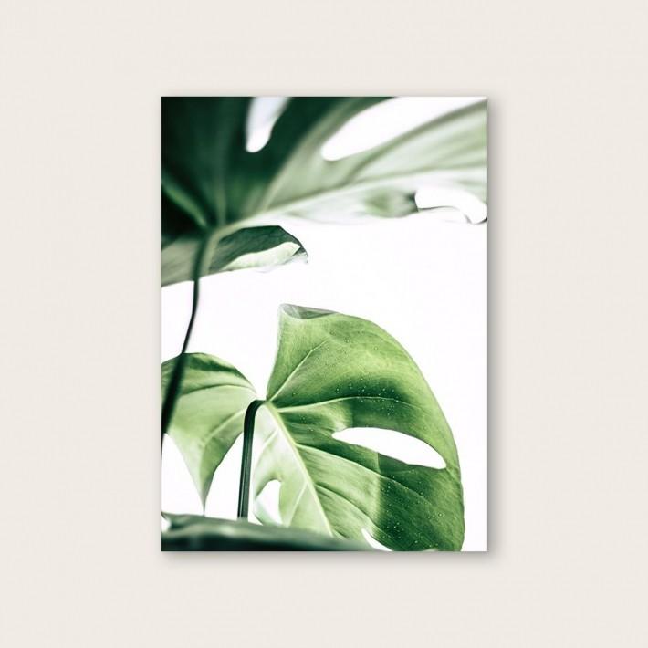 NOUROM MONSTERA #2 アートプリント ポスター (50x70cm)