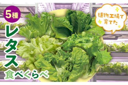 植物工場で育てた5種のレタス食べくらべセット 10パック F21R-159