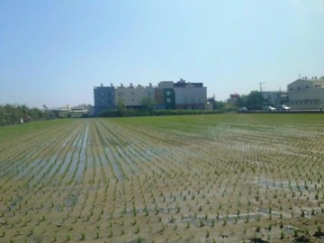 彰化福興近文昌國小超美方正農地｜彰化縣福興鄉文昌段