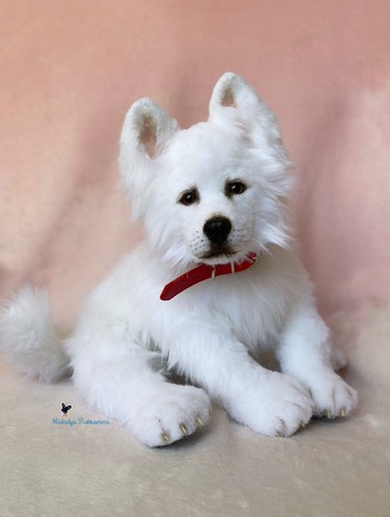 白色瑞士牧羊犬/狗逼真的玩具