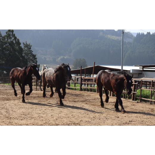 ふるさと納税 熊本県 熊本市 純熊本県産 上霜降り 馬刺し セット 400g 馬肉 上赤身