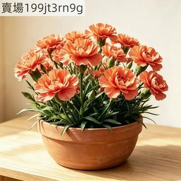現貨 新品種 羅籟花種子（250粒） 四季種植 多年生 超長花期 盆栽庭院 四季播種 陽臺盆栽 花卉種子 包發芽