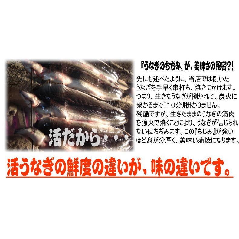 うなぎ　蒲焼き　国産　炭火焼　特大　２本セット　送料無料 三河うなぎを自家製だれでじっくりやきあげました。条件付きプレゼントあり