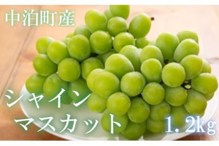 中泊町産　シャインマスカット　約1.2kg（2～3房）　