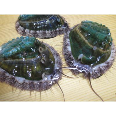 ふるさと納税 すさみ町 やわコリ食感紀州活アワビ 