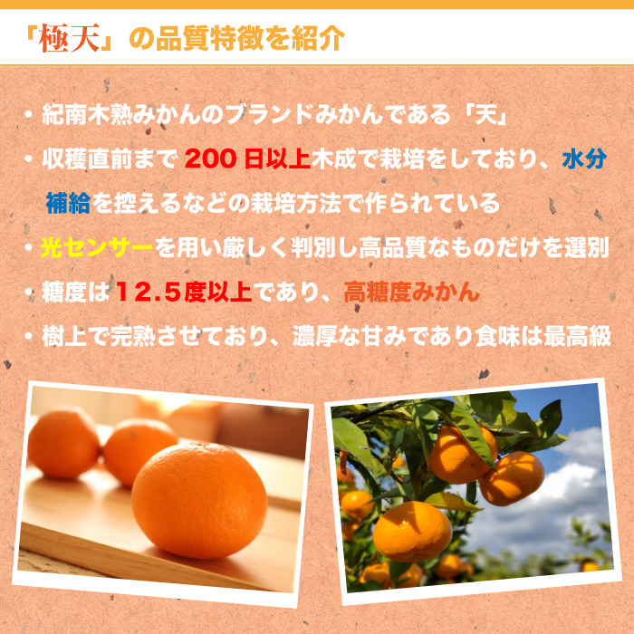 [予約 2023年11月1日-11月30日の納品] 木熟みかん 天 桐箱 紀南木熟みかん 糖度12.5度 約4kg てん 高糖度 和歌山県産 JA紀南 冬ギフト お歳暮 御歳暮