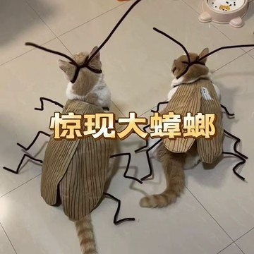 💥臺灣有貨🌈免運!💥純情蟑螂火辣貓咪寵物蟑螂服diy貓貓條紋衣服網紅萌寵版特惠