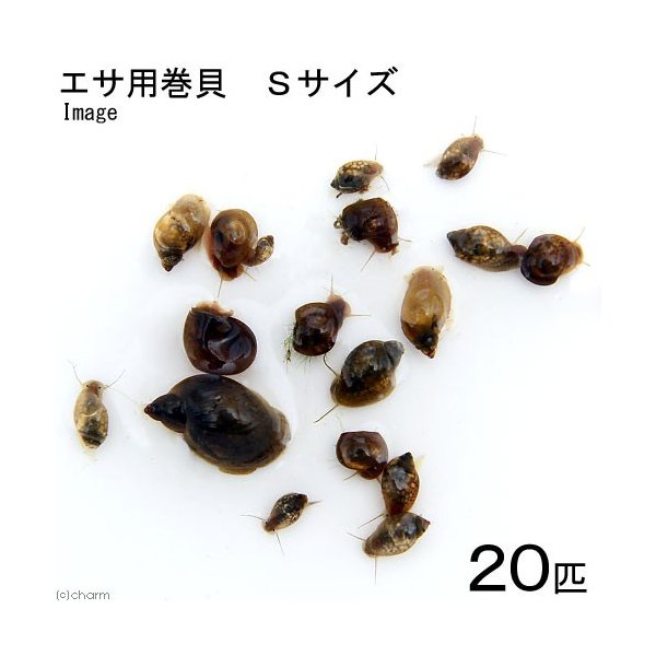 即納特典付き エビ 貝 サザエ石巻貝 １００匹 沖縄別途送料 北海道航空便要保温 格安即決 Dududustore Com Br