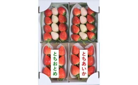 味くらべ紅白いちご（2月上旬～中旬発送）