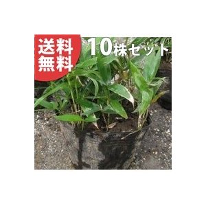 コグマザサ 10.5cmポット 小熊笹 笹 グランドカバーに 苗木 植木 苗 庭木 生け垣 送料込み