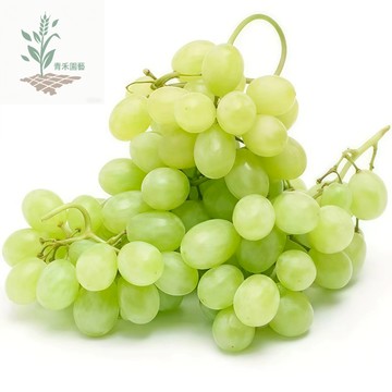 青禾園藝（維多利亞葡萄種子）PT-25 果肉硬而脆~味甘甜爽~羅馬尼亞葡萄耐熱南北部種植庭院水果種子#Grape