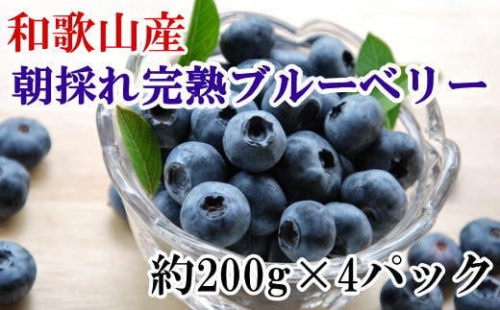 和歌山の朝採れ完熟ブルーベリー約800g(約200g×4パック)  ※2024年7月上旬～7月下旬頃順次発送（お届け日指定不可）