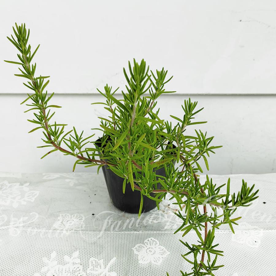 ハーブ苗 夏 這性 ローズマリー 1鉢 3〜3.5号 通年販売 取置 Rosmarinus officinalis ハーブ 花苗 常緑低木 シソ 芳香  グランドカバー LINEショッピング