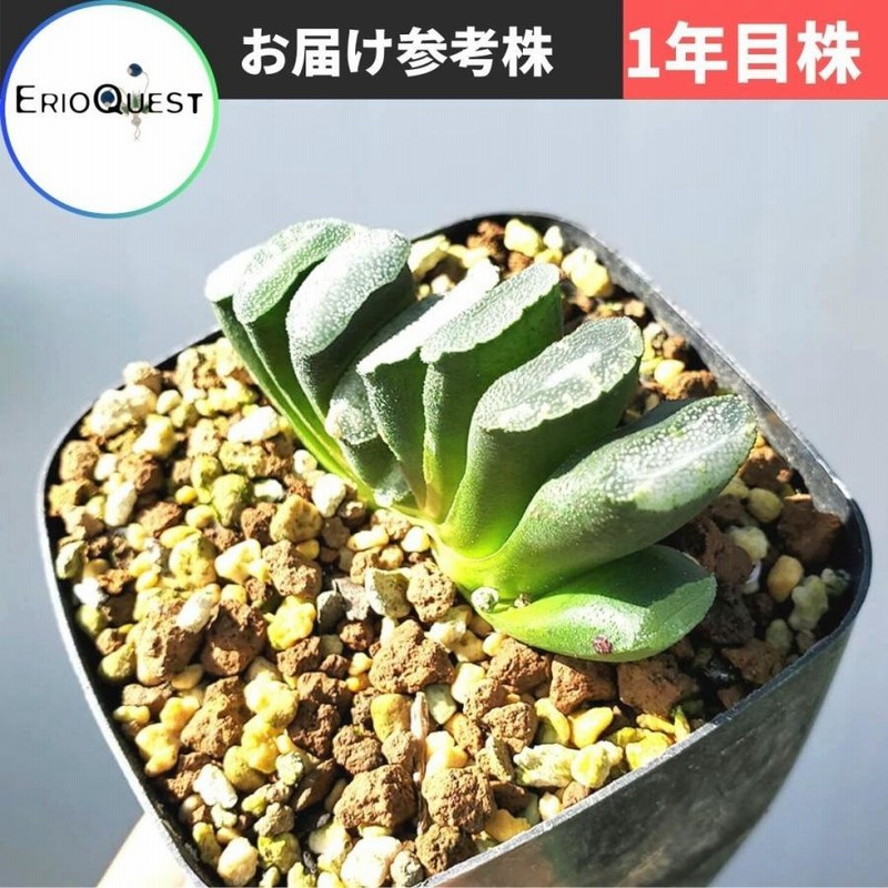 多肉植物 ハオルチア 蛙玉 - 植物/観葉植物