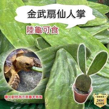 PJ小舖 陸龜仙人掌 金武扇仙人掌 陸龜飼料  陸龜點心 蘇卡達 豹龜 龜室嚴選