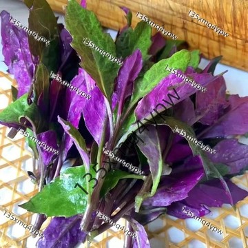 現貨 血皮菜種子（500粒）紅背菜 血皮菜 紅菜種子 四季種植蔬菜種子 菜籽 種植一次多茬採收庭院陽台可種植