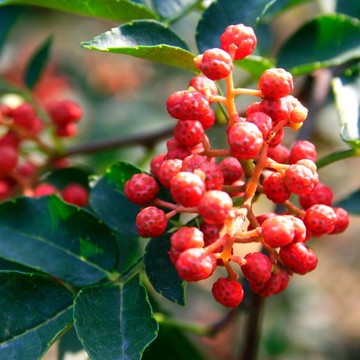 🌿【 花椒種子 7 品種合集】大紅袍藤椒九葉青無刺獅子頭麻椒日本山椒 廚用香料果樹盆栽種籽 多年生 小菜園專用種子