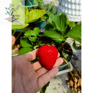 （2025新到貨）日本古都華草莓種子CM-4 小個頭紅草莓~超甜品種不酸高產早熟四季水果種子#strawberry