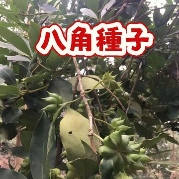 🌿（八角種子） 古龍八角 今年新籽 多年生年年採收大料茴香  庭院陽台盆栽 新手易種植易活 #超優惠