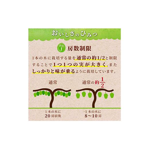 ふるさと納税 山形県 高畠町 ≪先行予約≫ご家庭用 2024年 山形県 高畠町産 シャインマスカット 粒詰合せ 800g以上(400g×2) 2024年9月下旬頃か…