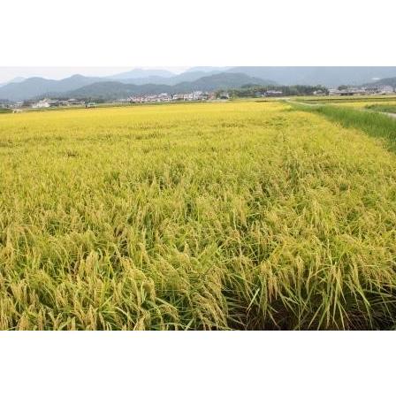 丹波たぶち農場コシヒカリ（特別栽培米）5kg令和3年産