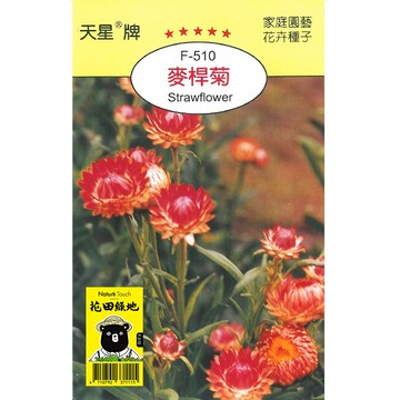 花田綠地種子-麥桿菊