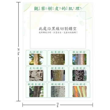 認識樹 樹的配對卡 自然觀察教材 樹皮觀察教具 生態教育教材