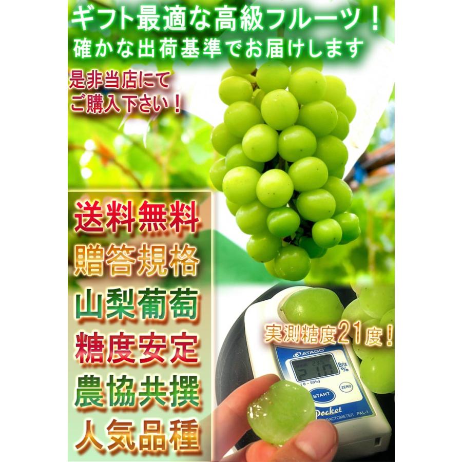 温室シャインマスカット 白ぶどう 山梨県産 2房 約800g〜1kg 種なし葡萄  大房 秀品 化粧箱入り 加温栽培の贈答品！TVでも話題・最高級の大粒ブドウ