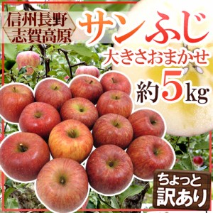 長野県 志賀高原産 ”サンふじ” 訳あり 約5kg 大きさおまかせ 送料無料