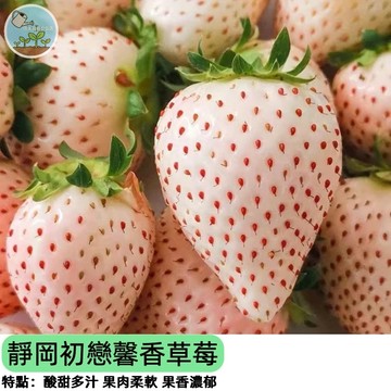 🍓【日本靜岡】初恋の香り草莓種子 夢幻逸品 香氣濃郁超甜 陽台盆栽可種 稀有品種 親手種出日本頂級草莓