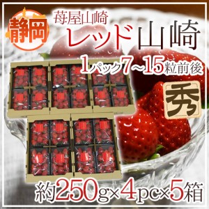 静岡県 ”苺屋山崎 レッド山崎” 秀品 4pc（1pcあたり7～15粒前後 約250g）×《5箱》  いちご 送料無料