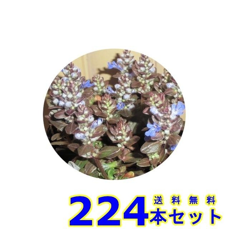 アジュガ・チョコレートチップ (多年草) 9.0ｐ 224本 グランドカバー