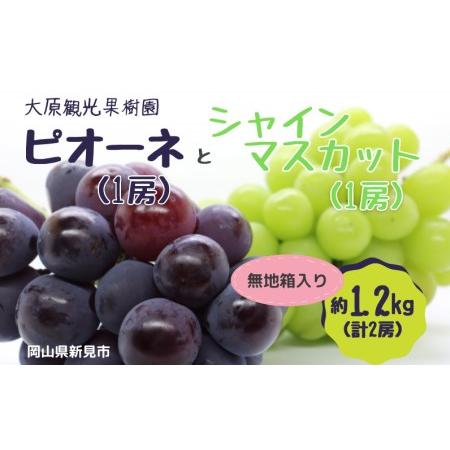 ふるさと納税 大原観光果樹園 ピオーネ1房とシャインマスカット1房（計2房） 約1.2kg  岡山県新見市