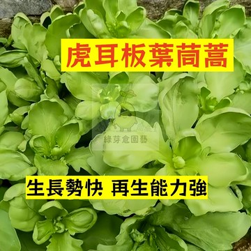 🌱早熟高產 虎耳板葉茼蒿種子TH-4 不挑土壤適應力強 生長勢快 再生能力強 冬蒿 皇帝菜 易種植 高產陽台盆栽蔬菜種籽