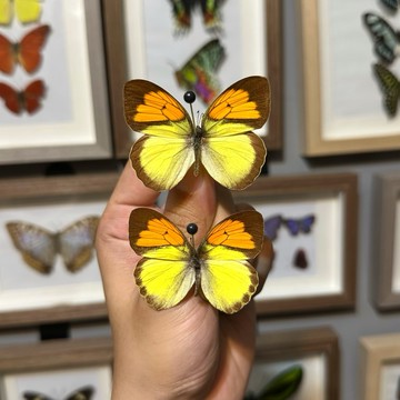 🦋夕陽花粉蝶🦋蝴蝶 昆蟲 模型 乾貨三角紙包裝 #非活體 #類模型 #藝術品