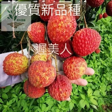 青禾園藝（荔枝種子大全）鳳梨味荔枝果苗荔枝王樹嫁接無核桂味妃子笑冰荔荔枝種子無核迷你種子迷你盆栽袖珍水果高產水果種子