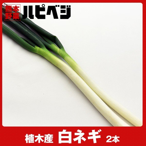 白ネギ同梱専用　※こちらの商品は野菜セット購入した方のみの同梱商品になります。