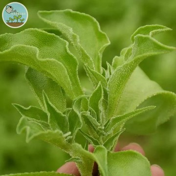 日本水晶冰菜種子（Ice Plant） 高級沙拉菜 生食爽脆 陽台盆栽 新手友善 耐熱易種 四季可種 新手友善