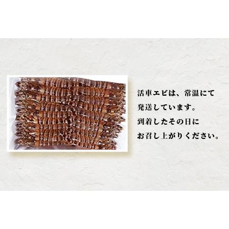 ふるさと納税 活車えび 500g25尾前後 沖縄県 石垣島 石垣市 活き くるまえび 車エビ BE-4 沖縄県石垣市