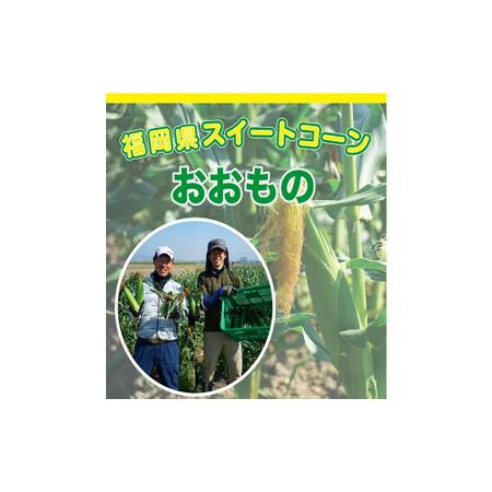 ふるさと納税 福岡県産 SDGs米糠堆肥で作ったメロンより甘い「博多あまっコーン(おおもの)」4.5kg以上 福岡県大刀洗町