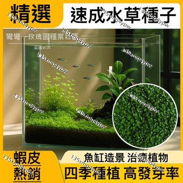 蝦皮熱銷【水草種子】（50000粒） 速成水草種子 牛毛草 迷你隊葉 魚缸造景 植物種子 四季種植 3天發芽 7天成景
