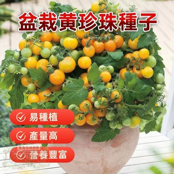 🔥盆栽黄珍珠 FQ-13超甜爆汁 小番茄 易種植 產量高 易栽好活 可盆栽 西紅柿種子~盆栽蔬菜種子 #tomato🍅