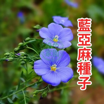 【藍亞麻種子】 宿根花卉 藍色花海 易種多年生 開花機器 耐旱 蝴蝶蜜源植物 花園陽台造景 季節草花 自播性強