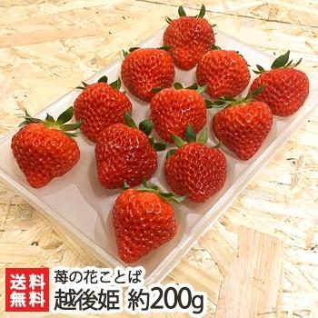 新潟ブランド苺「越後姫」1パック 約200g（9〜11粒）家庭用簡易包装 苺の花ことば 送料無料