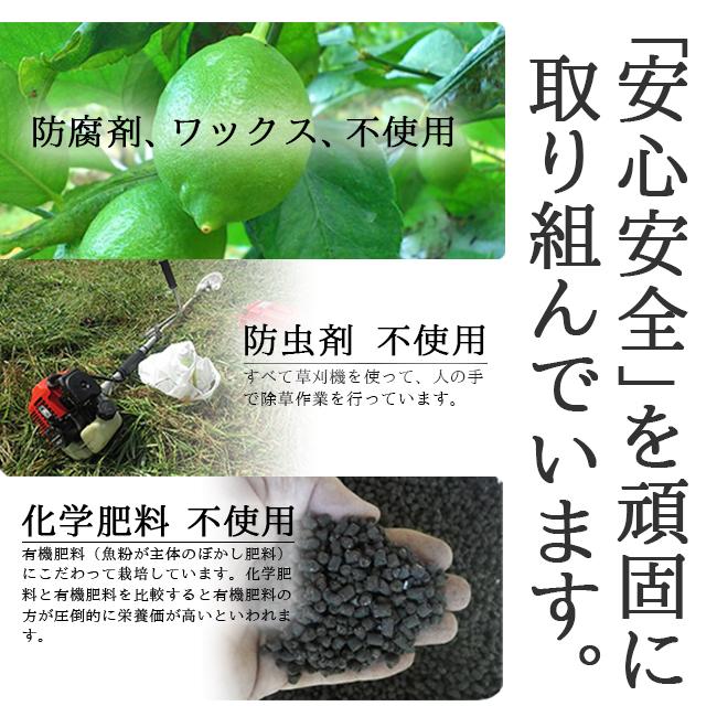 レモン 無農薬 国産 10kg 送料無料 グリーンレモン 青レモン 無農薬レモン ノーワックス 有機栽培 和歌山産 レモン酢 塩レモン 産地直送 グリーンジャンクション