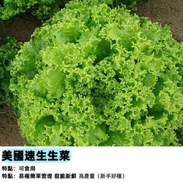 美國速生生菜種子~新手好種~生吃大速生萵苣種子耐熱耐寒高產蔬菜種子 #vegetable家庭菜園室內水耕四季可種植