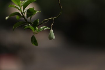 Goody Bag-透豆玉蘭花陶瓷捏花耳鉤