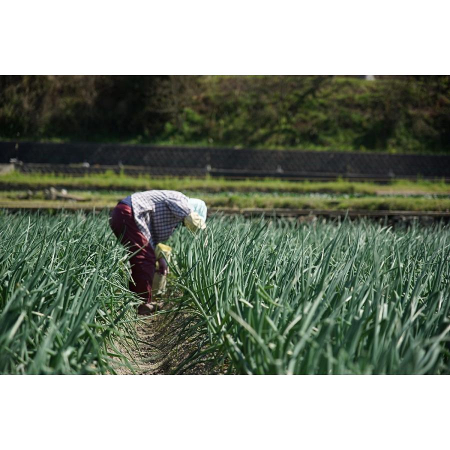 淡路島たまねぎ　３ｋｇ　玉ねぎ　ドレッシング　セット 淡路島 玉ねぎ 淡路　たまねぎ　玉葱 送料無料