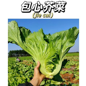 【台灣現貨】包心芥菜(長年菜 刈菜)種子 （肉甲厚，結球中早，照顧易，纖維少 )#葉菜類種子 #食用蔬菜種子