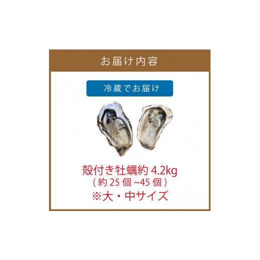 ふるさと納税 北海道 北見市 サロマ湖産殻付き2年牡蠣4.2kg※牡蠣ナイフ付 カキ かき 4.2キロ 魚介 海鮮 貝 ふるさと…